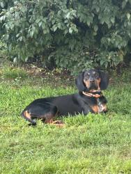 Lost Male Dog last seen 22nd Street near the railroad tracks, Dunbar, WV 25064