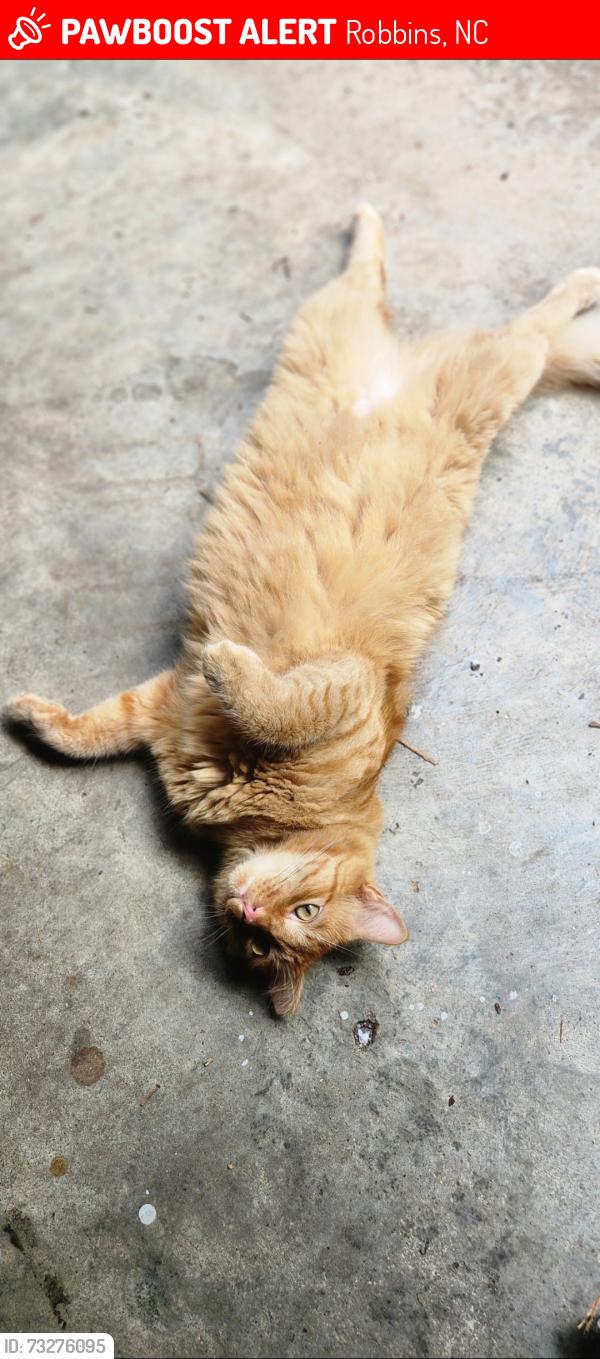 Lost Male Cat last seen Ritter rd, Robbins, NC 27325