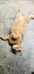 Lost Male Cat last seen Ritter rd, Robbins, NC 27325