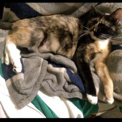 Lost Female Cat last seen Airport drive / Sequoia dr., Bakersfield, CA 93308