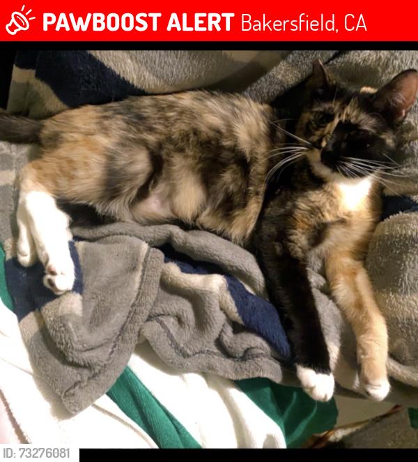 Lost Female Cat last seen Airport drive / Sequoia dr., Bakersfield, CA 93308
