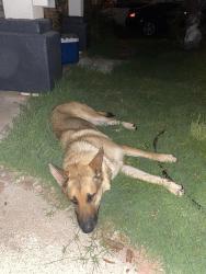 Found/Stray Female Dog last seen 83rd Indian school, Phoenix, AZ 85033