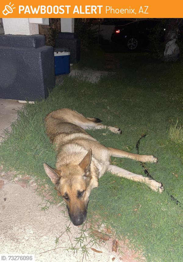 Found/Stray Female Dog last seen 83rd Indian school, Phoenix, AZ 85033
