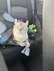 Reunited Male Cat last seen Madison Avenue, Montréal, QC H4B 2T5