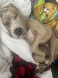 Lost Male Dog last seen S. 9th st Richmond,ca, Richmond, CA 94804