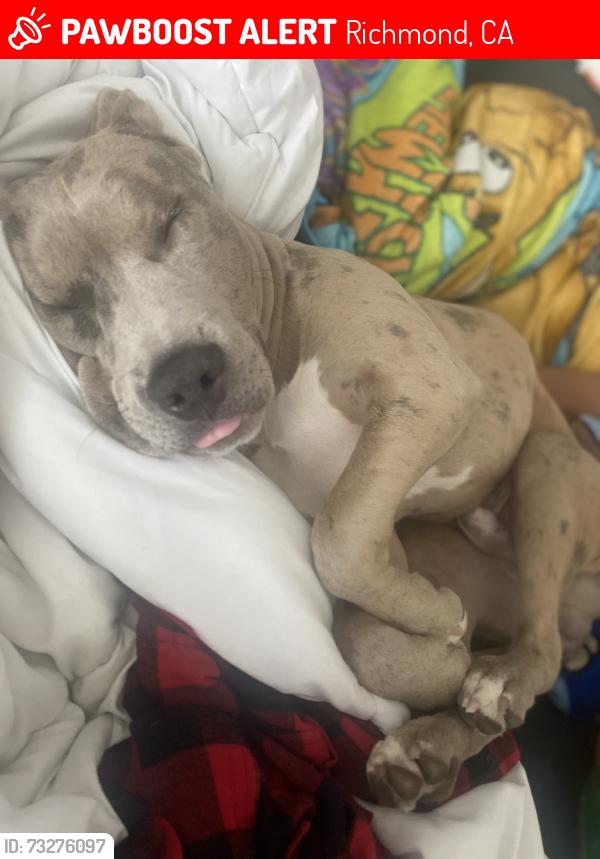 Lost Male Dog last seen S. 9th st Richmond,ca, Richmond, CA 94804
