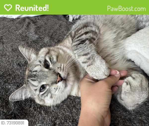 Reunited Male Cat last seen Park dr, Fort Worth, TX 76179