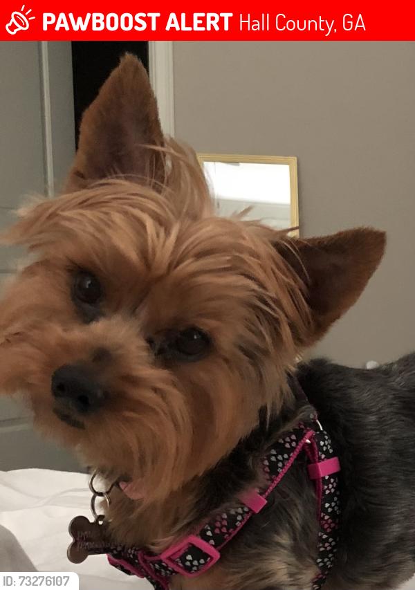 Lost Female Dog last seen Union heights neighborhood, Hall County, GA 30542