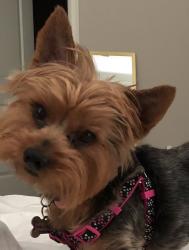 Lost Female Dog last seen Union heights neighborhood, Hall County, GA 30542