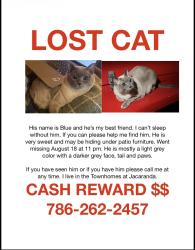 Lost Male Cat last seen s of Jacaranda (Clearly Blvd), Plantation, FL 33324