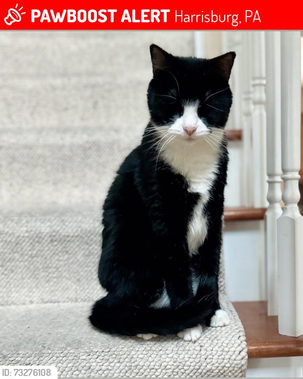Lost Male Cat last seen Sagewick neighborhood, Harrisburg, PA 17112