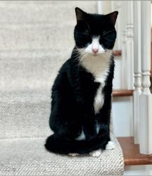 Lost Male Cat last seen Sagewick neighborhood, Harrisburg, PA 17112