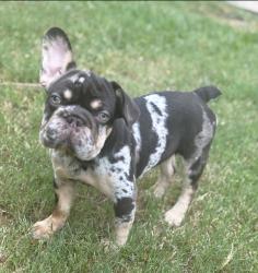 Reunited Female Dog last seen Lantana Heights Dr, Katy, TX 77449