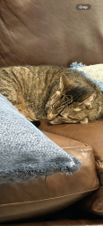 Lost Male Cat last seen Owens, Richardson, TX 75082