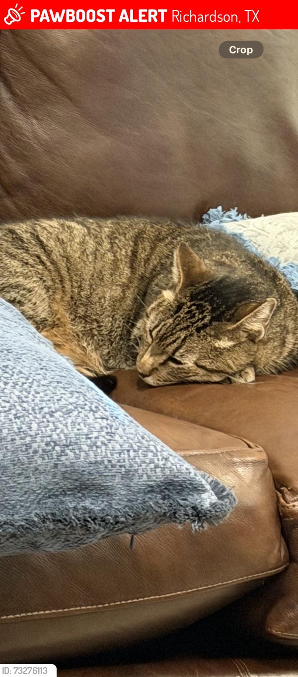 Lost Male Cat last seen Owens, Richardson, TX 75082