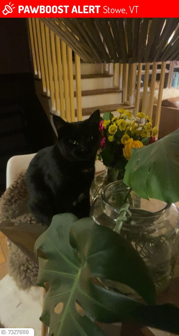 Lost Female Cat last seen Moss Glen falls and Elmore Mountain Rd, Stowe, VT 05672