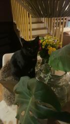 Lost Female Cat last seen Moss Glen falls and Elmore Mountain Rd, Stowe, VT 05672