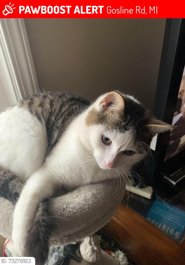 Lost Male Cat last seen Gosline & Peck, Gosline Rd, MI 48416