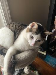 Lost Male Cat last seen Gosline & Peck, Gosline Rd, MI 48416