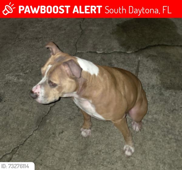 Lost Female Dog last seen James street park, South Daytona, FL 32119