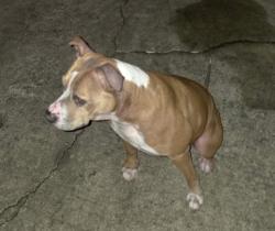 Lost Female Dog last seen James street park, South Daytona, FL 32119