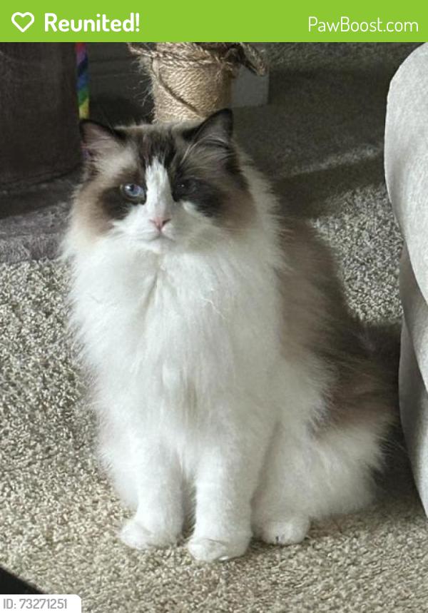Reunited Female Cat last seen E Grand Reserve Circle apmt complex. Clearwater, Clearwater, FL 33759