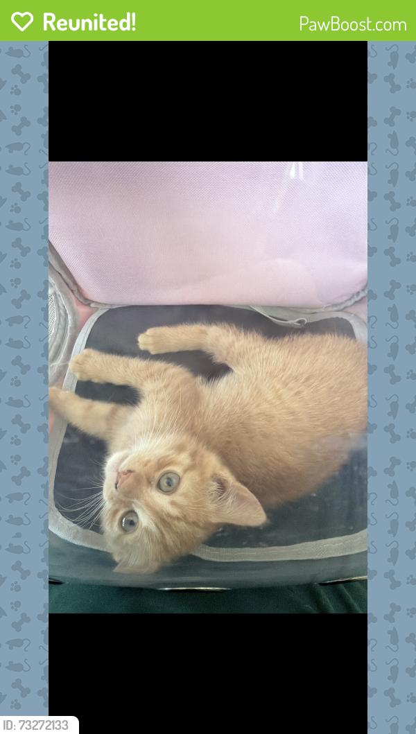 Reunited Male Cat last seen Near grand ave, Queens, NY 11378
