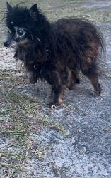 Found/Stray Female Dog last seen Near to marraco rd, Hope Mills, NC 28348