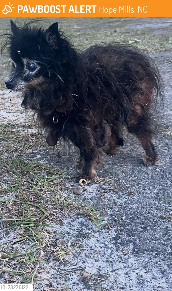 Found/Stray Female Dog last seen Near to marraco rd, Hope Mills, NC 28348