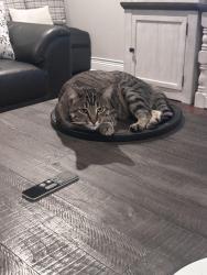 Reunited Male Cat last seen Between Mills and Monte Vista Ave to the East and West and Between Baseline and Foothill Blvd to the North and South., Claremont, CA 91711