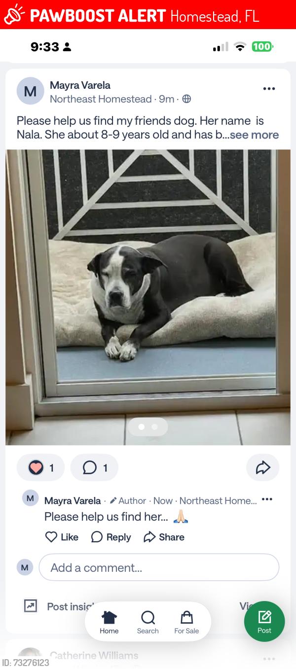 Lost Female Dog last seen Near NW 13 St, Homestead, FL 33030