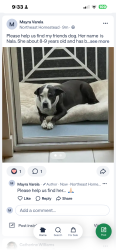 Lost Female Dog last seen Near NW 13 St, Homestead, FL 33030