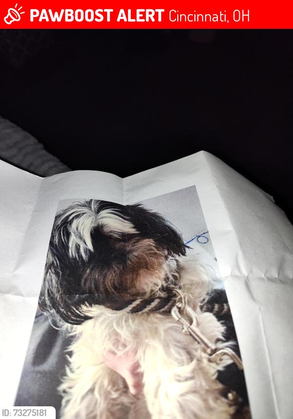 Lost Female Dog last seen Cummins, Cincinnati, OH 45225