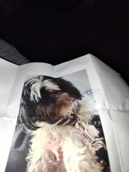 Lost Female Dog last seen Cummins, Cincinnati, OH 45225