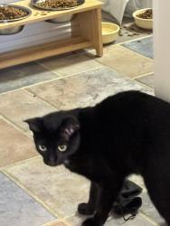 Found/Stray Female Cat last seen 2nd and Saints Blvd, Edmond, OK 73034