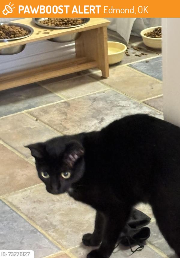 Found/Stray Female Cat last seen 2nd and Saints Blvd, Edmond, OK 73034