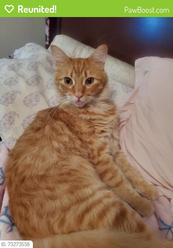 Reunited Male Cat last seen Near Seville Ave, Fontana, CA 92335, USA, Fontana, CA 92335