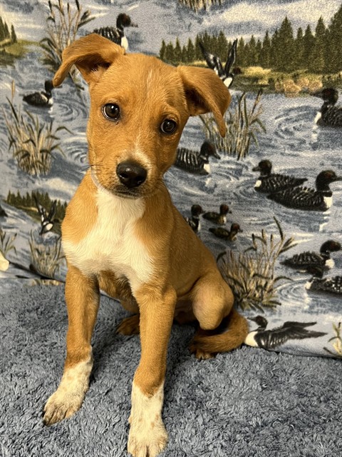 Shelter Stray Male Dog last seen , 38550 Sierra Hwy, Palmdale, CA 93550, USA