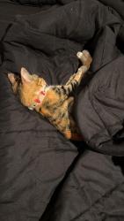 Reunited Female Cat last seen Sleepy willow st Katy Texas, Katy, TX 77449