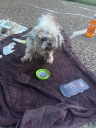 Found/Stray Female Dog last seen Highland and hunter wood, White hse tn, White House, TN 37188