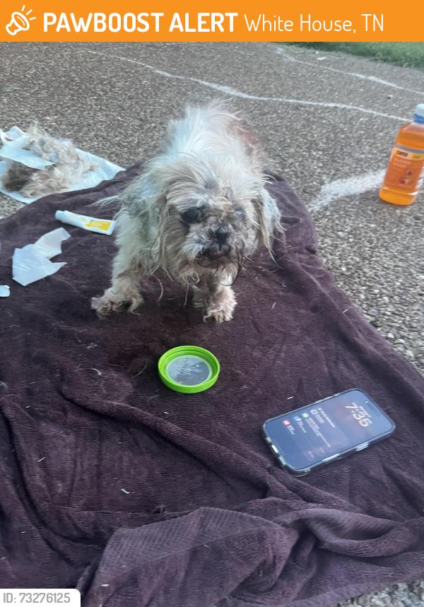 Found/Stray Female Dog last seen Highland and hunter wood, White hse tn, White House, TN 37188