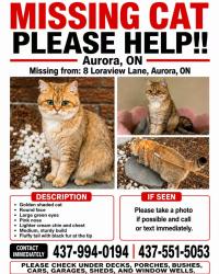Lost Male Cat last seen Near Loraview lane, Aurora, ON L4G 6N6