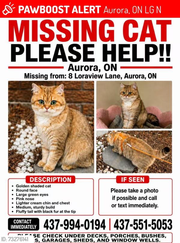 Lost Male Cat last seen Near Loraview lane, Aurora, ON L4G 6N6