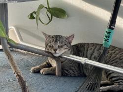 Lost Male Cat last seen Elderon, Palm Bay, FL 32909