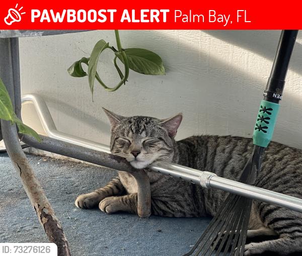 Lost Male Cat last seen Elderon, Palm Bay, FL 32909