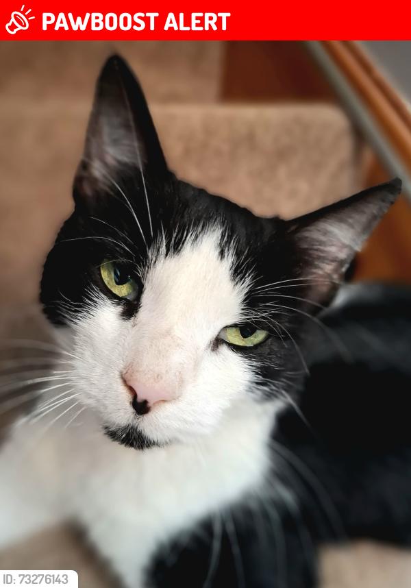 Lost Female Cat last seen Near High Street, Wrestlingworth, England SG19 2EJ