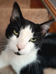 Lost Female Cat last seen Near High Street, Wrestlingworth, England SG19 2EJ