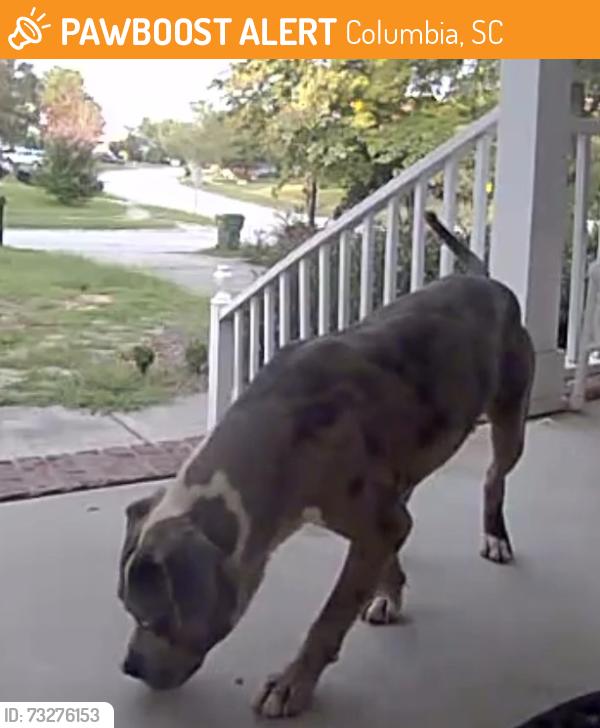 Found/Stray Male Dog last seen Summit parkway, Columbia, SC 29229