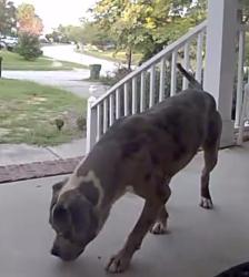 Found/Stray Male Dog last seen Summit parkway, Columbia, SC 29229