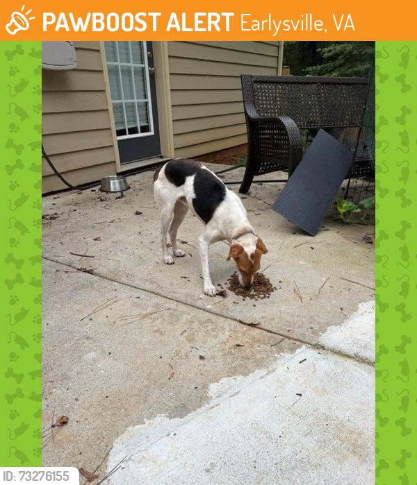 Found/Stray Male Dog last seen Earlysville Forest, Earlysville, VA 22936